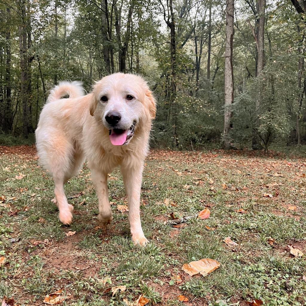 Ranger 09-1939, a Adoptable Great Pyrenees in Tyrone, GA image 3/6