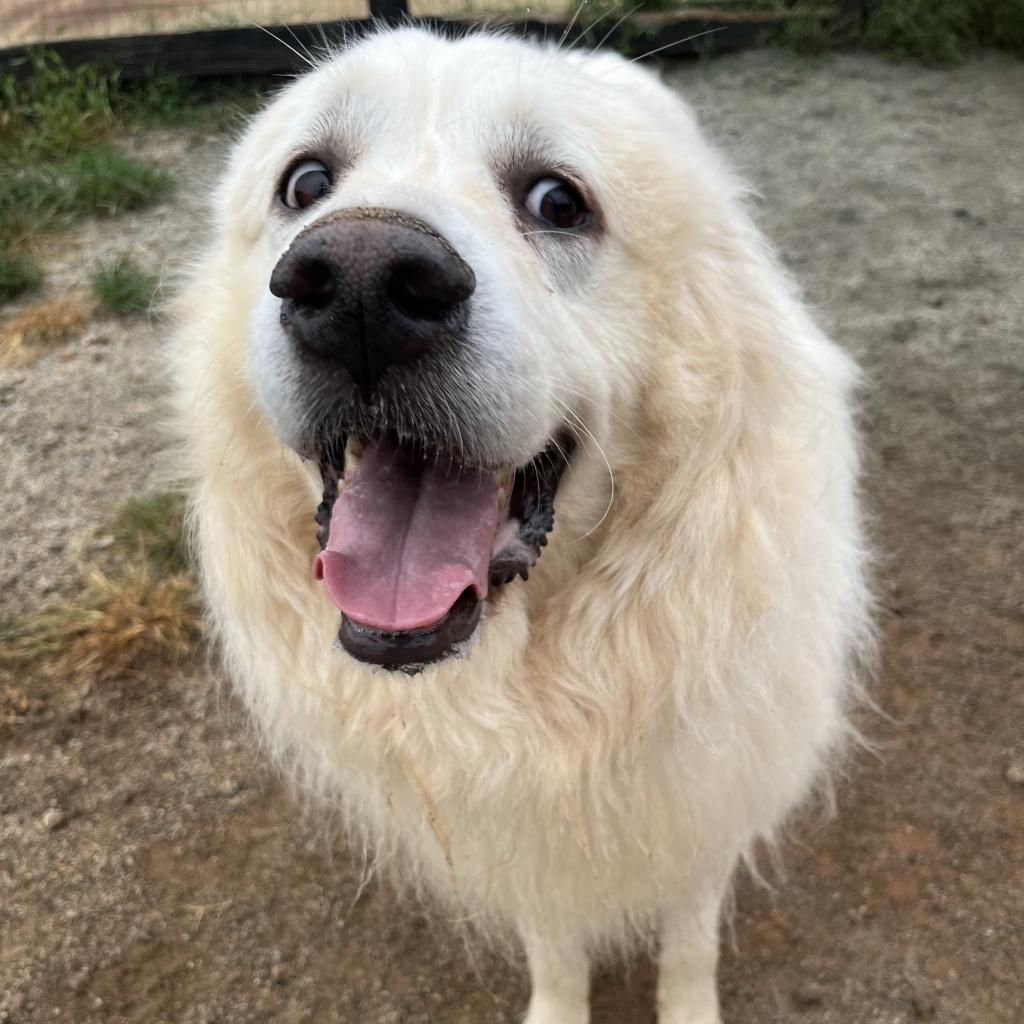 Ranger 09-1939, Adoptable, Adult Male Great Pyrenees.