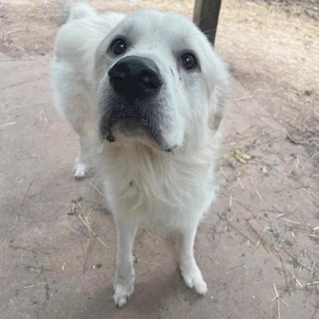 Ranger 09-1939, a Adoptable Great Pyrenees in Tyrone, GA image 5/6