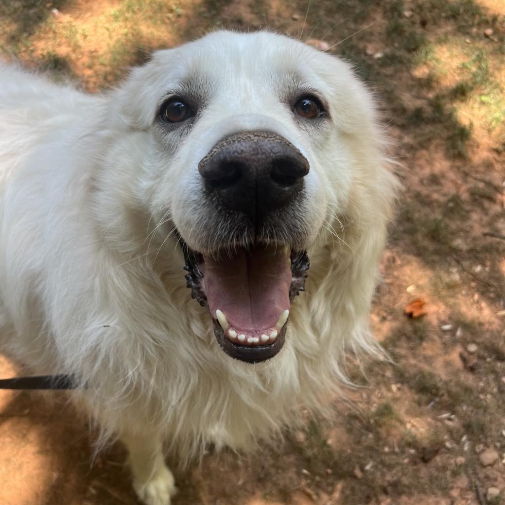 Ranger 09-1939, a Adoptable Great Pyrenees in Tyrone, GA image 6/6