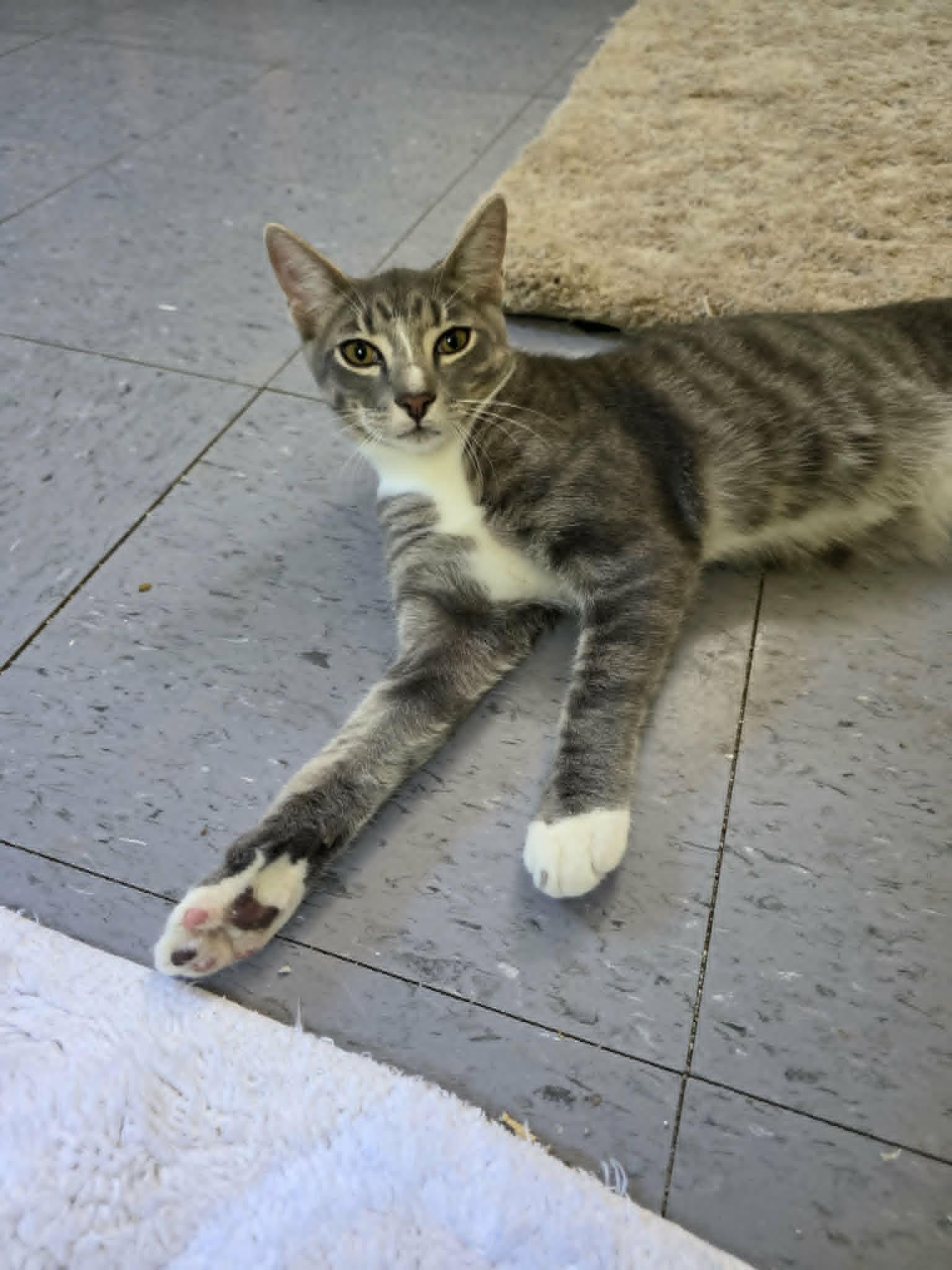 Enlarge Sourdough, a ADOPTABLE Domestic Short Hair in Umatilla, FL image 3/4