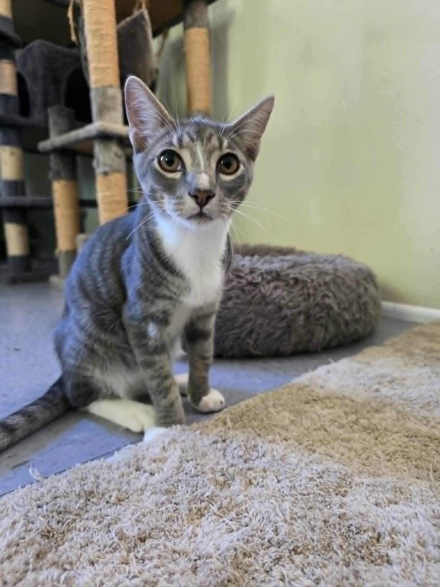 Enlarge Sourdough, a ADOPTABLE Domestic Short Hair in Umatilla, FL image 1/4