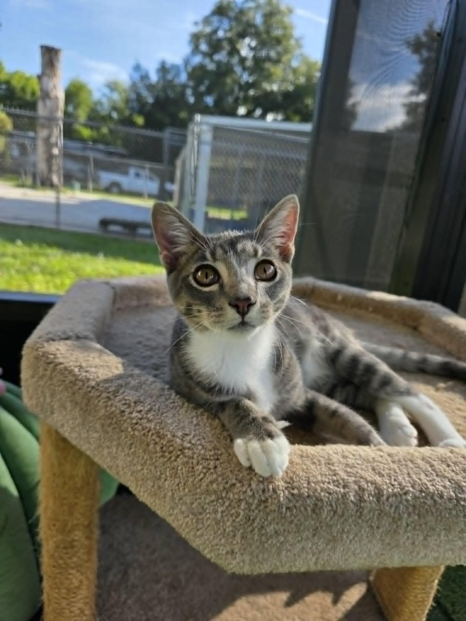 Enlarge Sourdough, a ADOPTABLE Domestic Short Hair in Umatilla, FL image 4/4