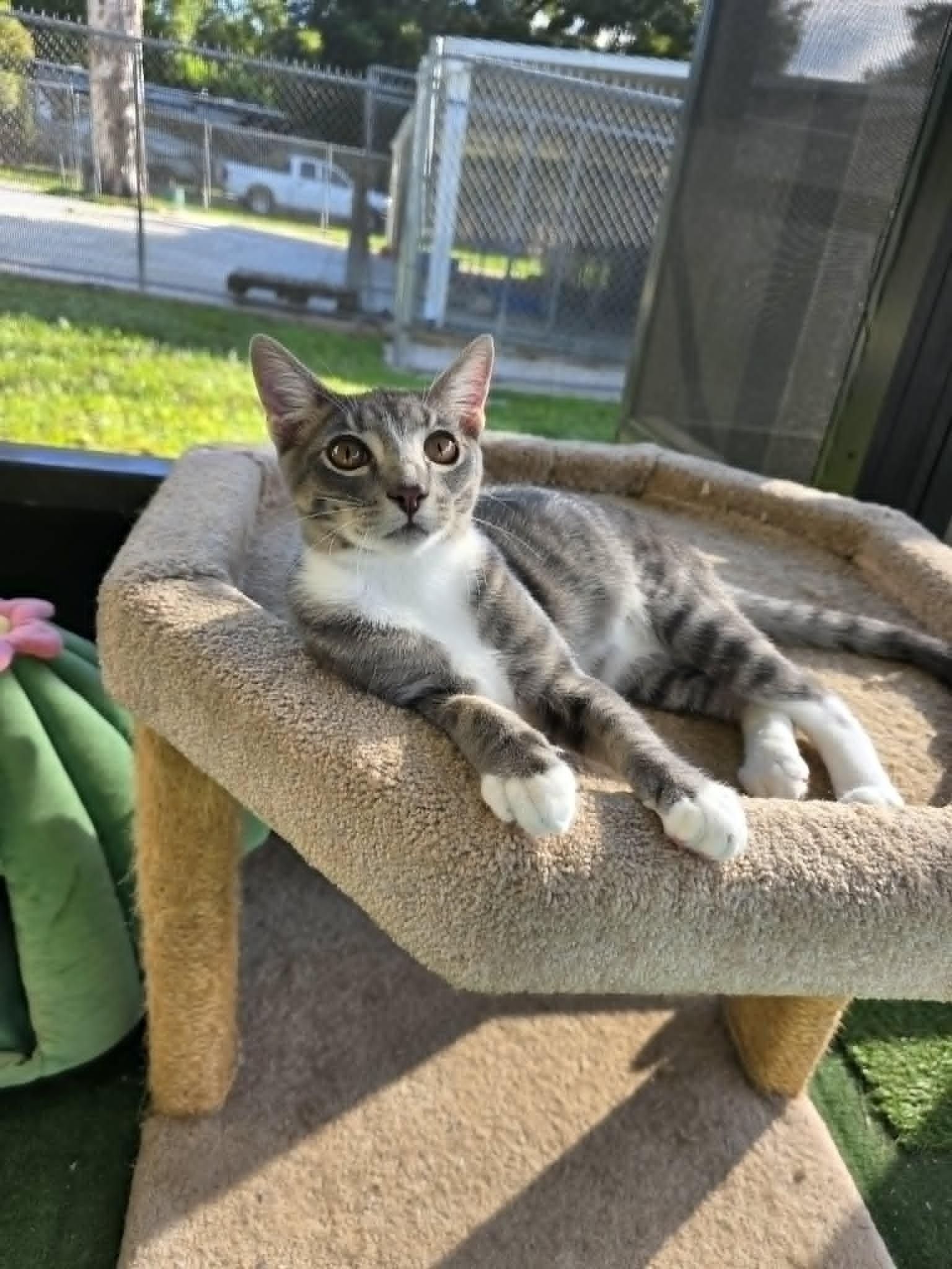 Enlarge Sourdough, a ADOPTABLE Domestic Short Hair in Umatilla, FL image 2/4