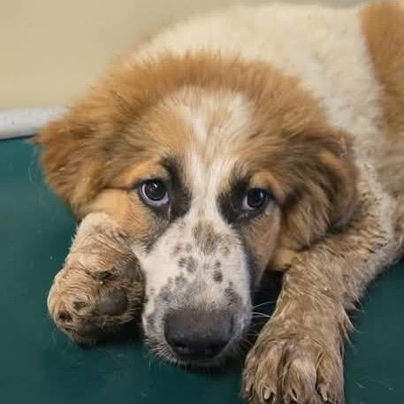 Ginger, adopted, Puppy Female Great Pyrenees & Cattle Dog.