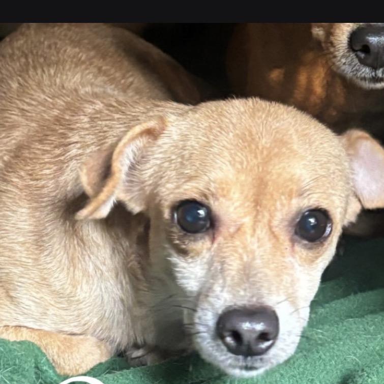 Mauve, Adoptable, Adult Female Chihuahua.