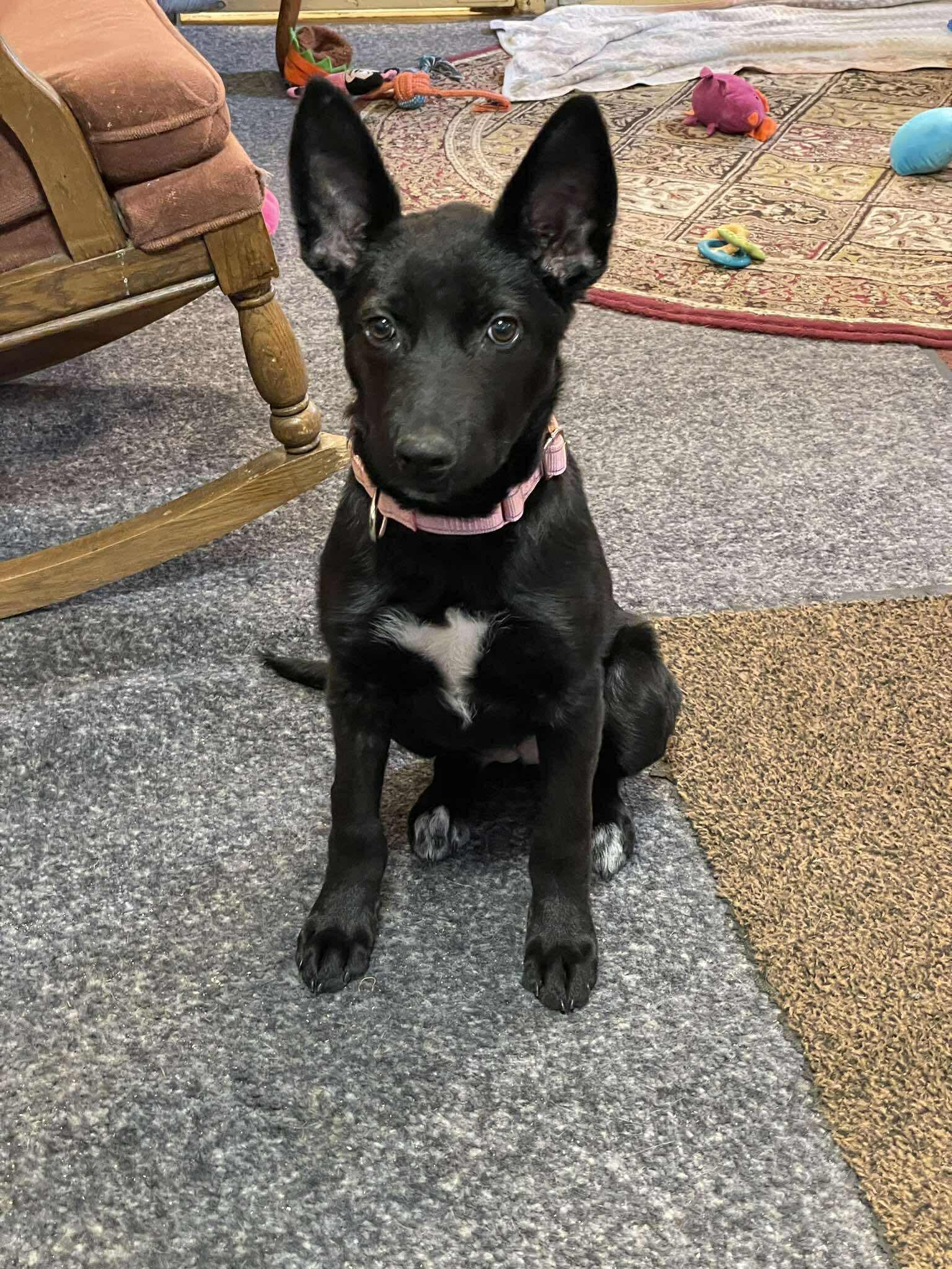 Moss, adopted, Young Female Mixed Breed.