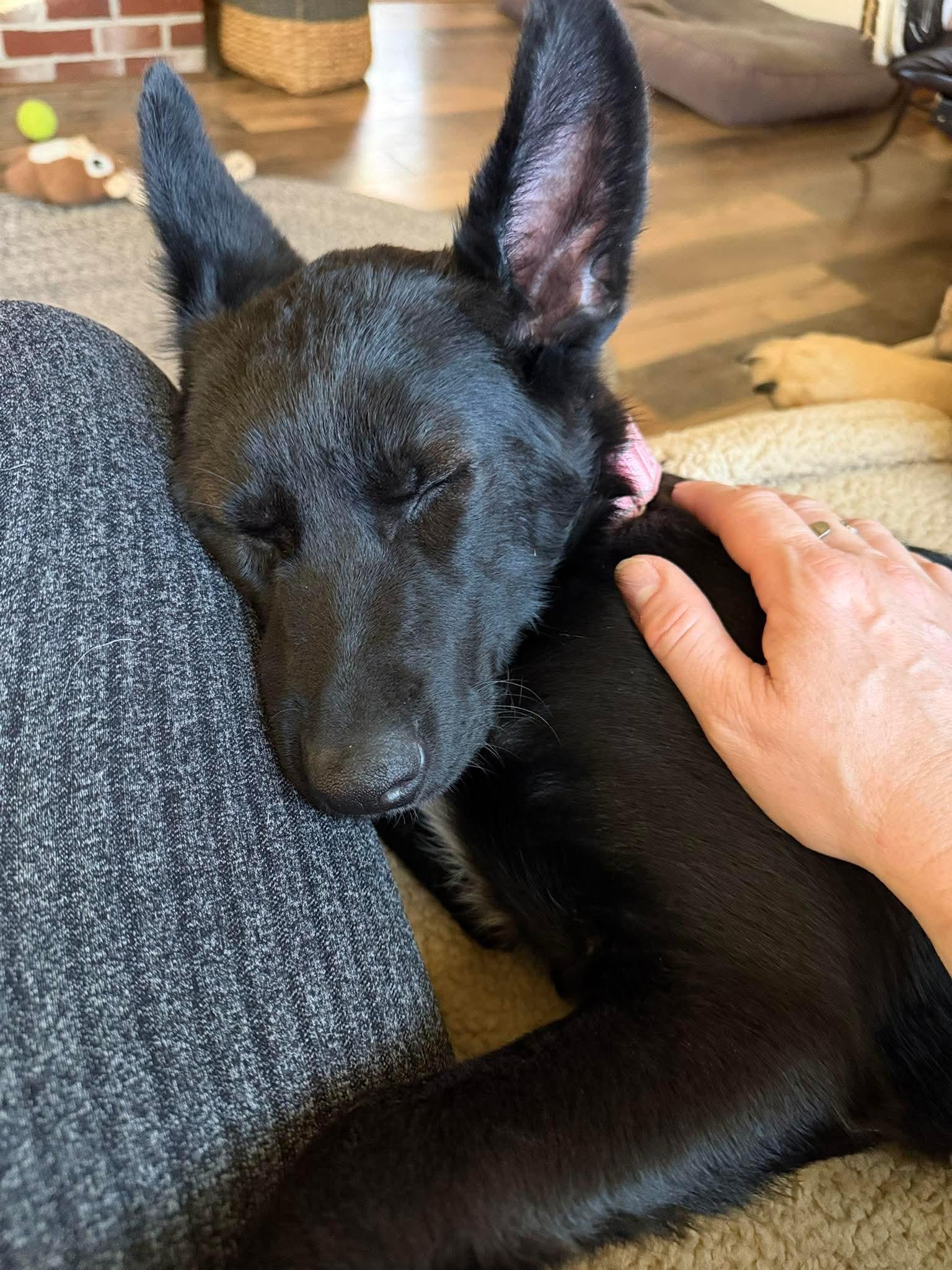 Enlarge Moss, an adopted Mixed Breed in Berwick, ME image 3/3