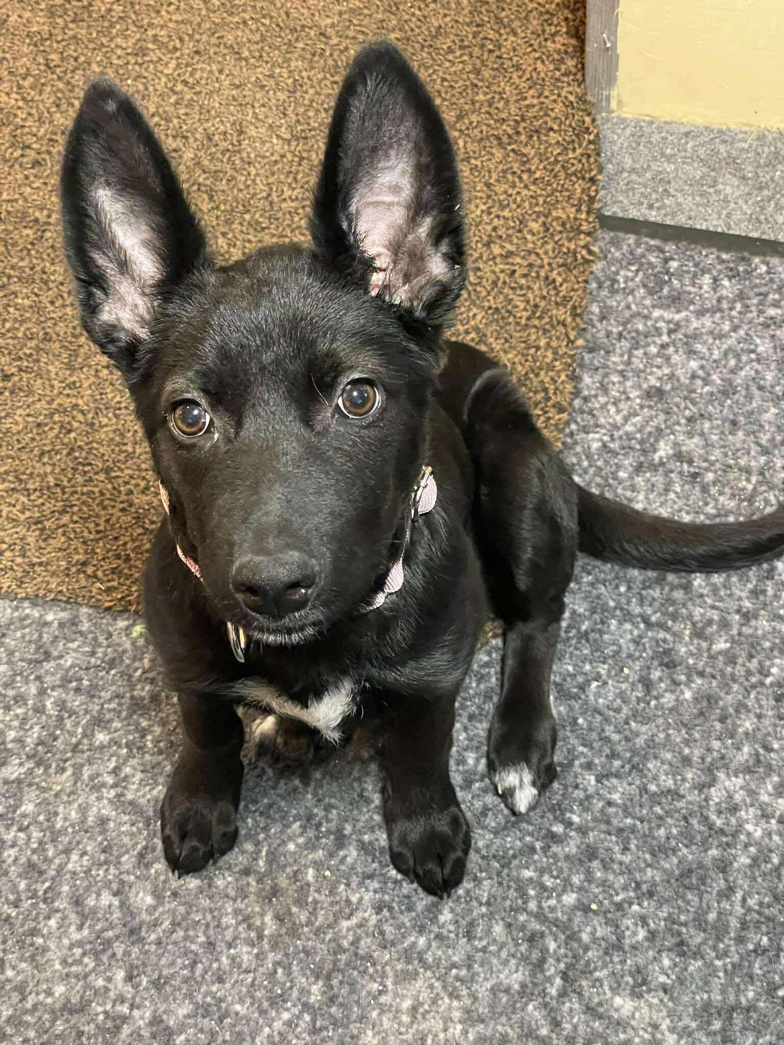 Enlarge Moss, an adopted Mixed Breed in Berwick, ME image 2/3