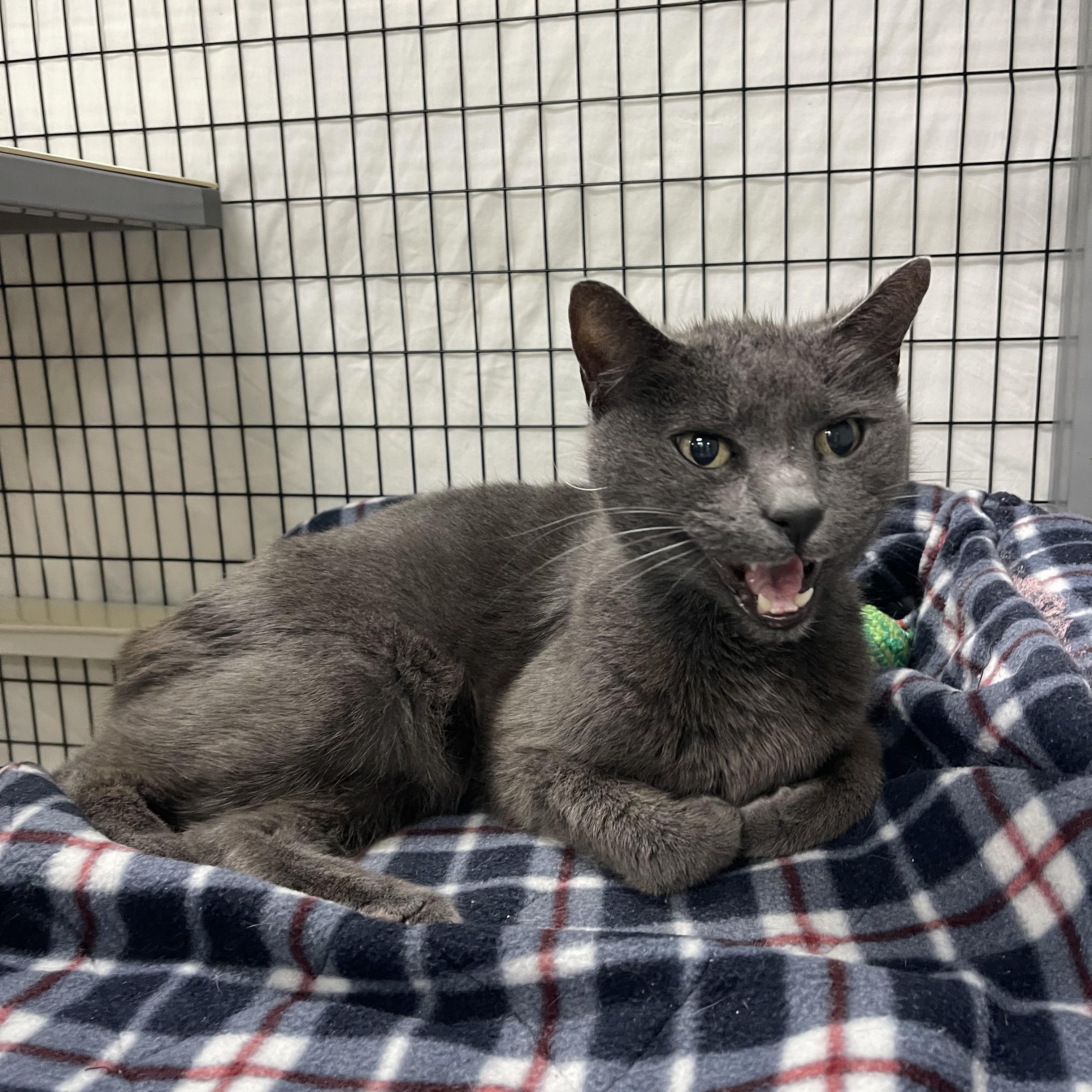 Larry, an adoptable Russian Blue, Chartreux in Sebring, FL, 33876 | Photo Image 4