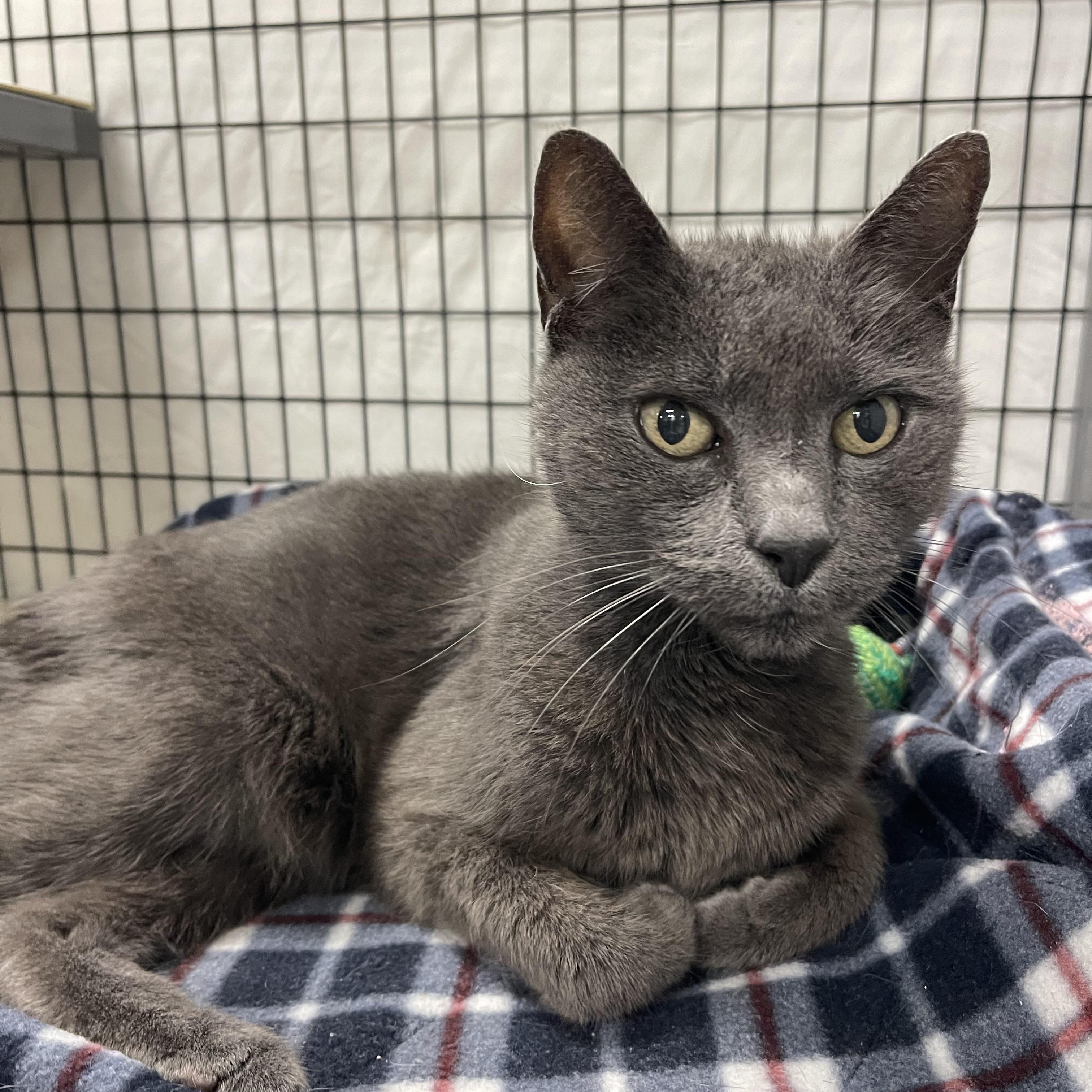 Larry, an adoptable Russian Blue, Chartreux in Sebring, FL, 33876 | Photo Image 1