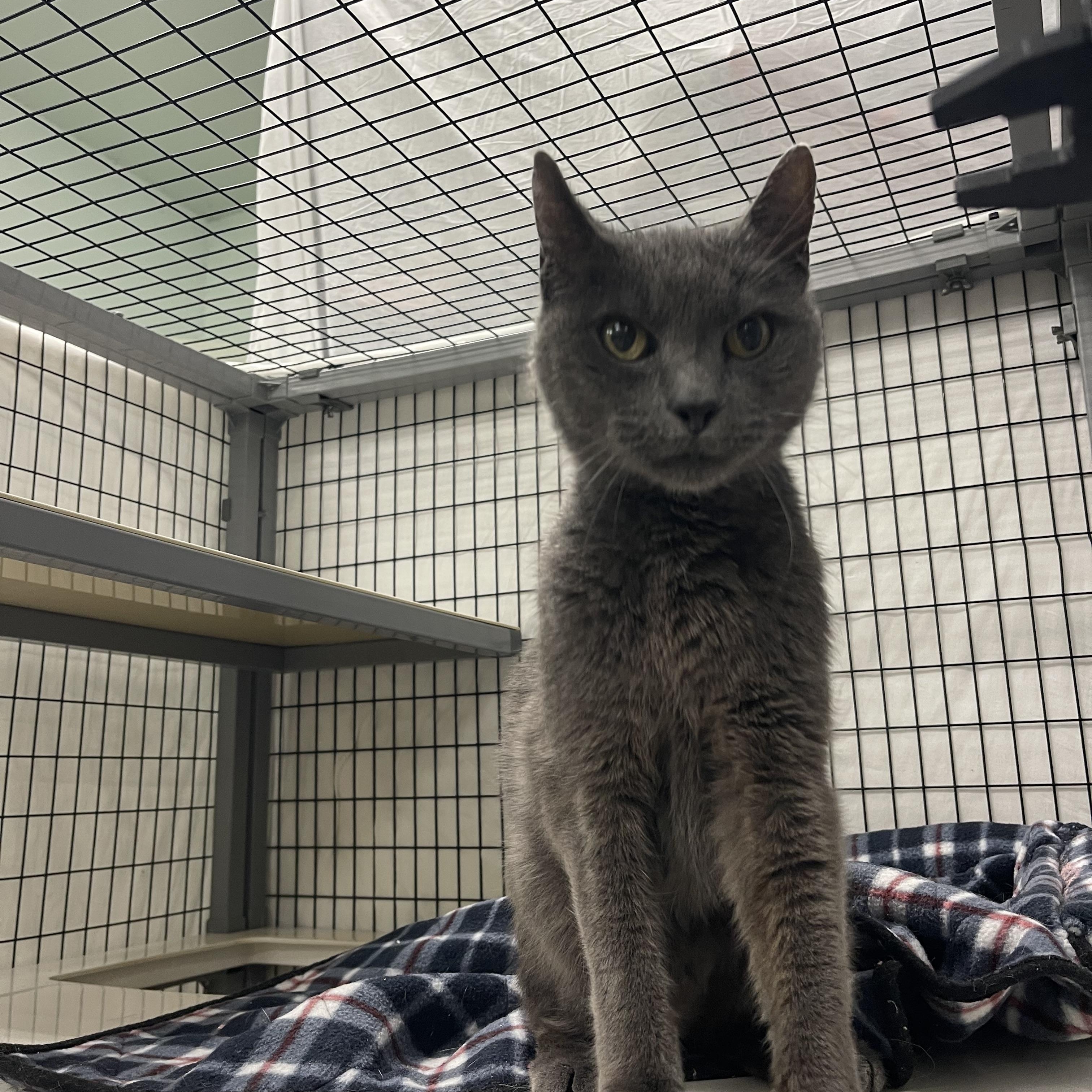 Larry, an adoptable Russian Blue, Chartreux in Sebring, FL, 33876 | Photo Image 2