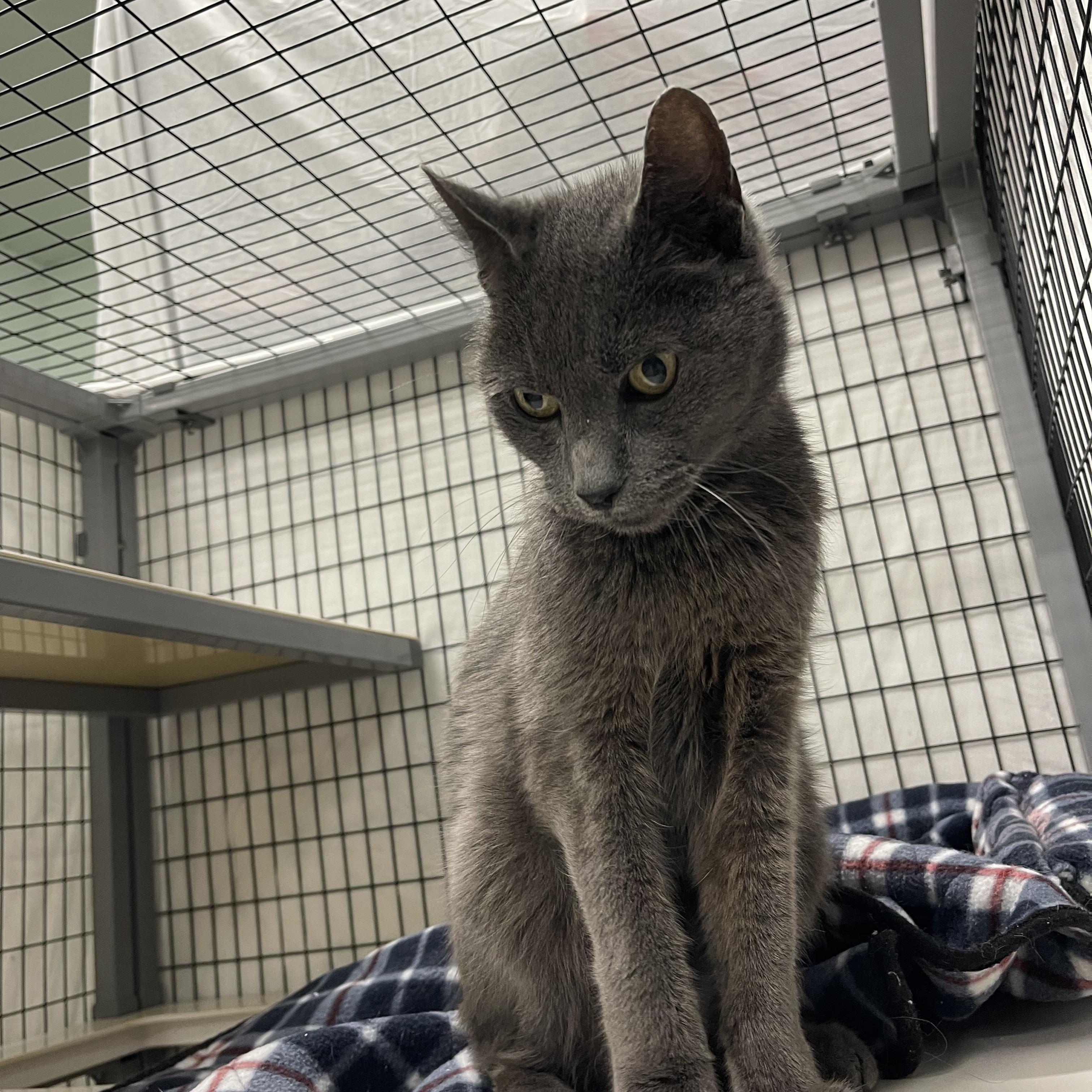 Larry, an adoptable Russian Blue, Chartreux in Sebring, FL, 33876 | Photo Image 6