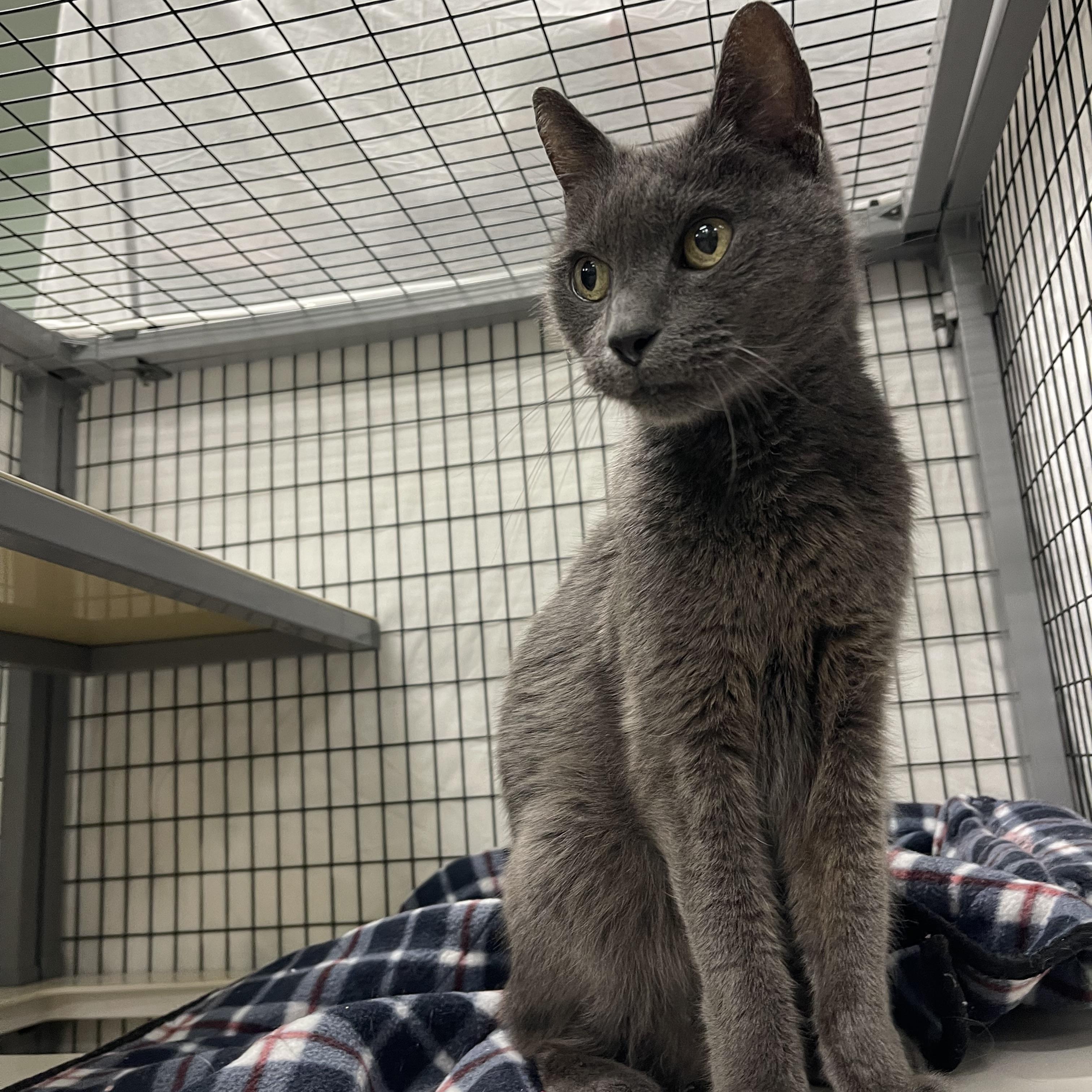 Larry, an adoptable Russian Blue, Chartreux in Sebring, FL, 33876 | Photo Image 3