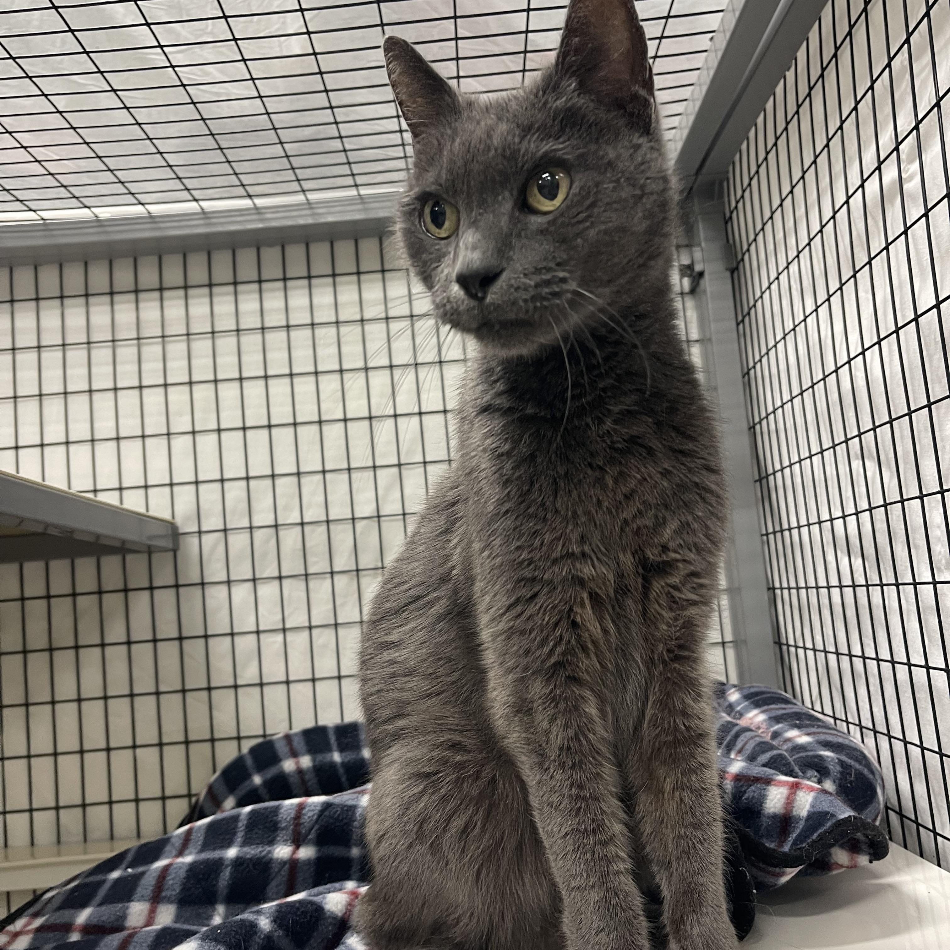 Enlarge Larry, an adopted mixed breed in Sebring, FL image 5/6