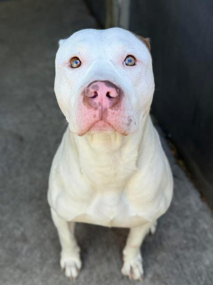Enlarge Atmosphere, an adopted Pit Bull Terrier in Chicago, IL image 2/5