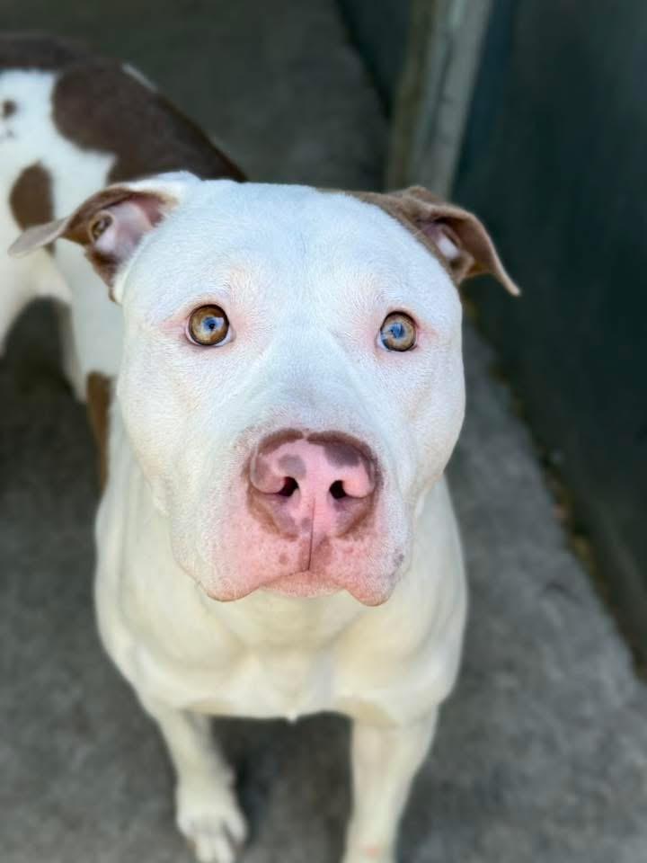 Enlarge Atmosphere, an adopted Pit Bull Terrier in Chicago, IL image 1/5