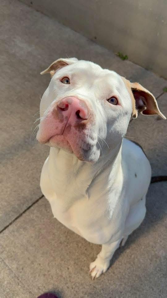 Enlarge Atmosphere, an adopted Pit Bull Terrier in Chicago, IL image 3/5