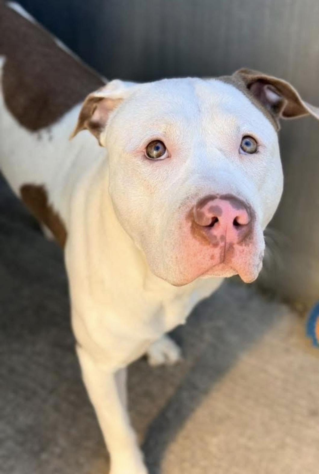 Enlarge Atmosphere, an adopted Pit Bull Terrier in Chicago, IL image 4/5