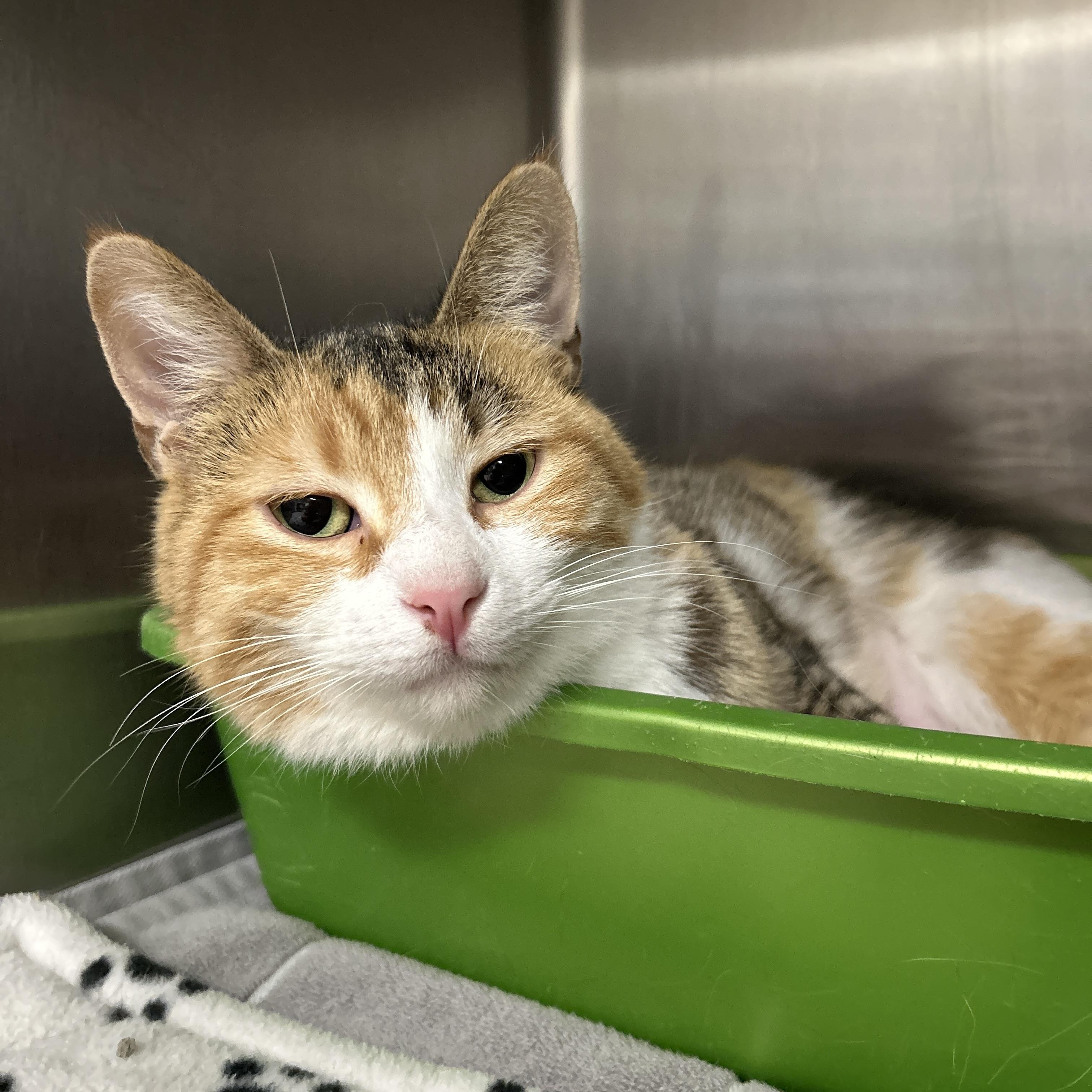 Martha, adopted, Adult Female Calico.