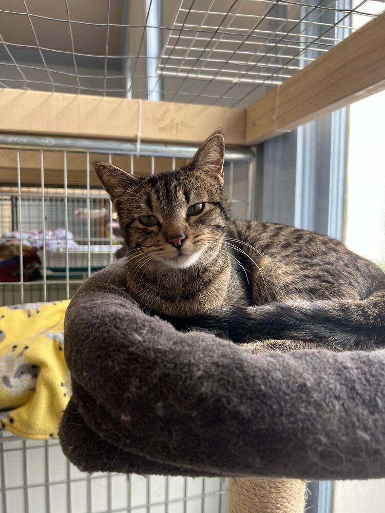 Enlarge Phoebe, a Adoptable Domestic Short Hair in McPherson, KS image 1/1