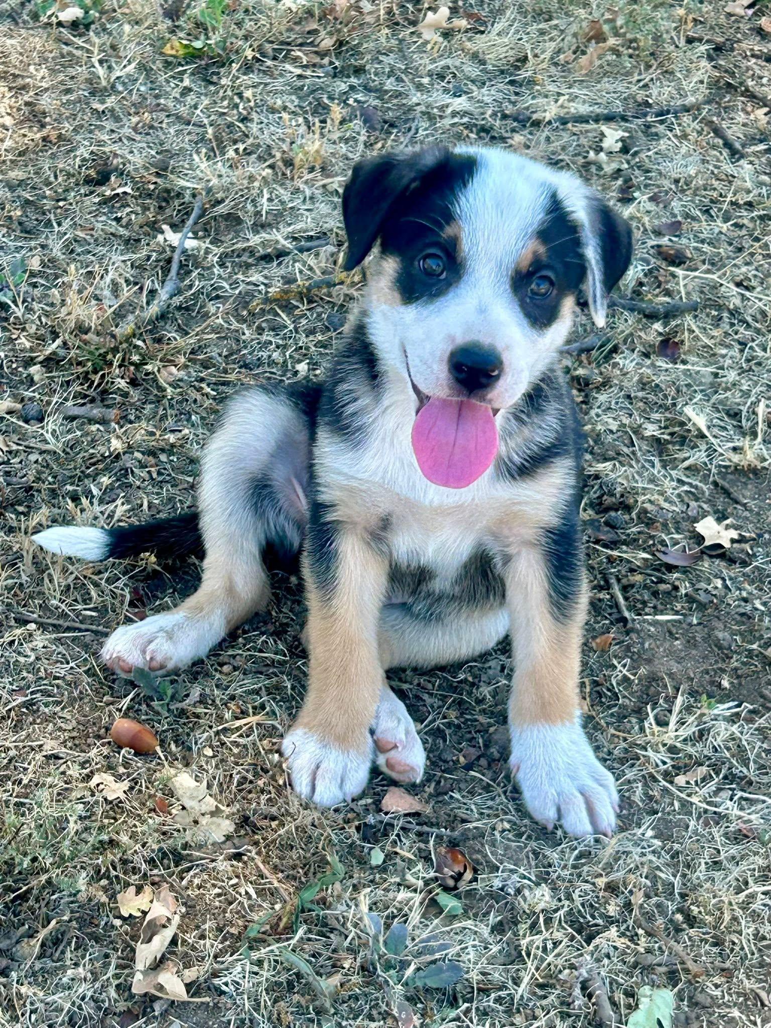 Enlarge Sprout, a Adoptable mixed breed in Paso Robles, CA image 1/3