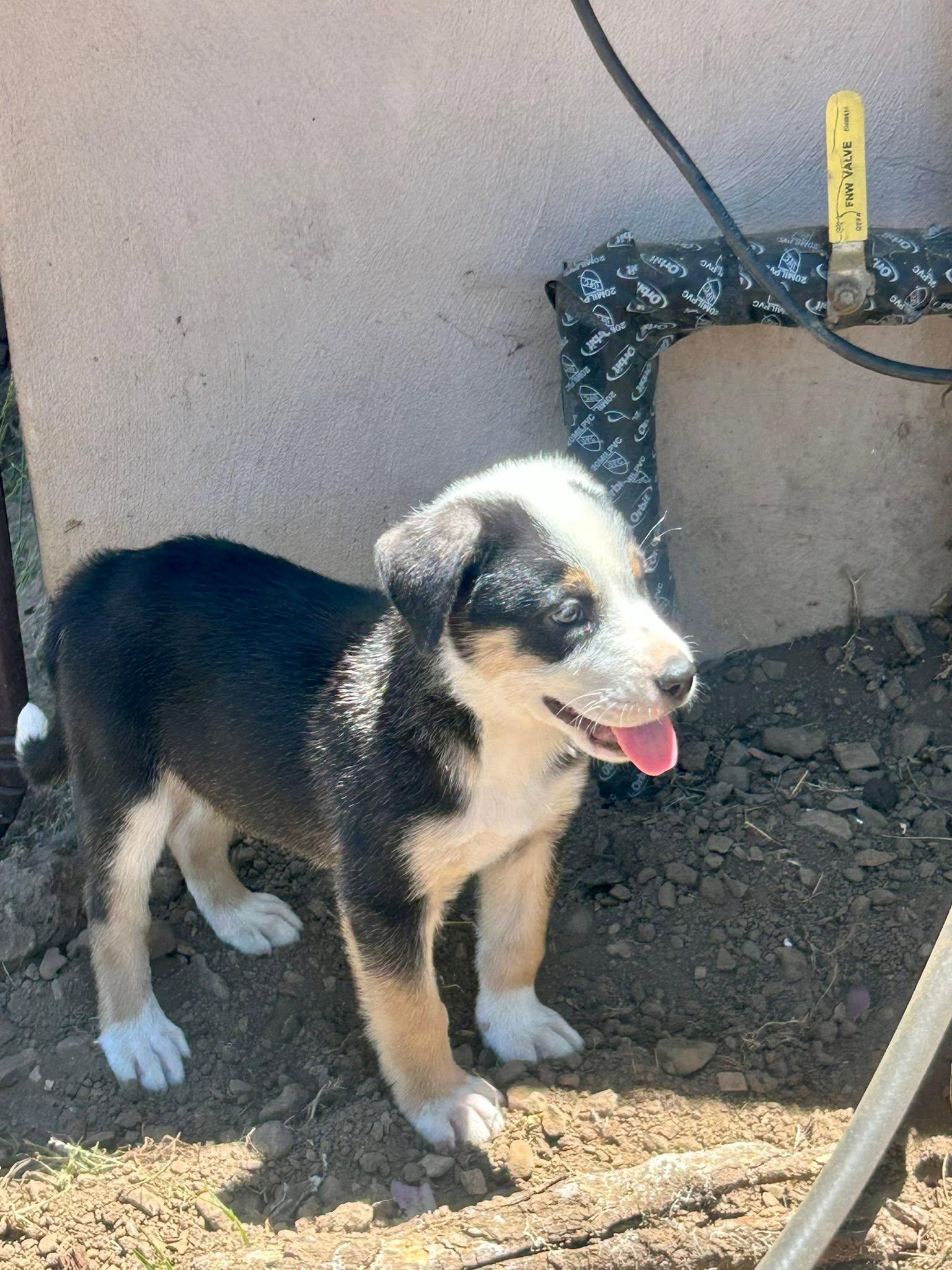 Enlarge Sprout, a Adoptable mixed breed in Paso Robles, CA image 2/3