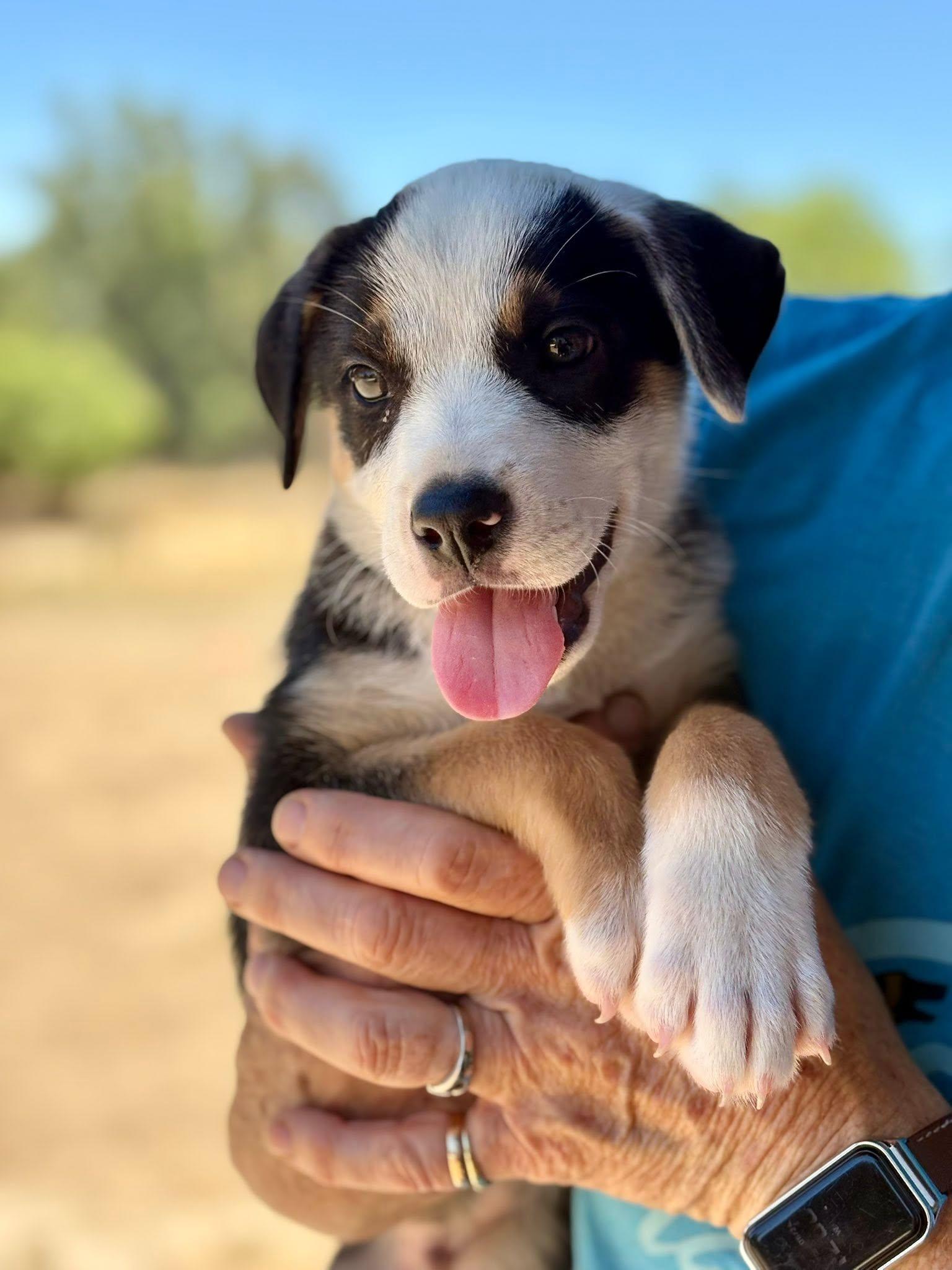 Enlarge Sprout, a Adoptable mixed breed in Paso Robles, CA image 3/3