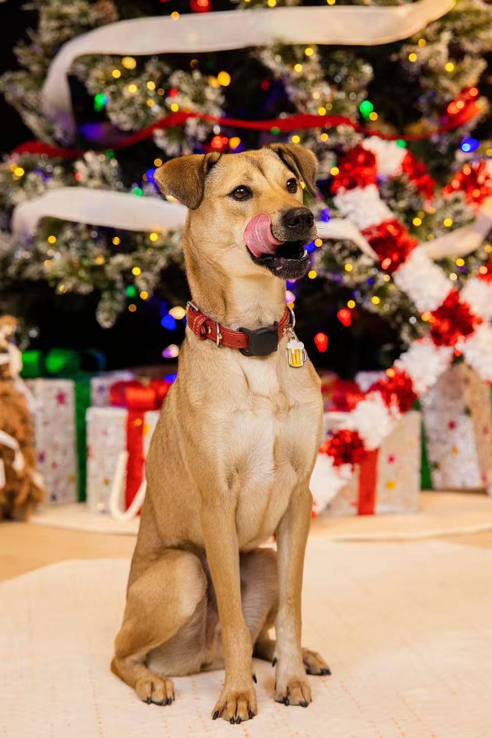 Cooper, a ADOPTABLE Mixed Breed in Richmond, BC image 2/4