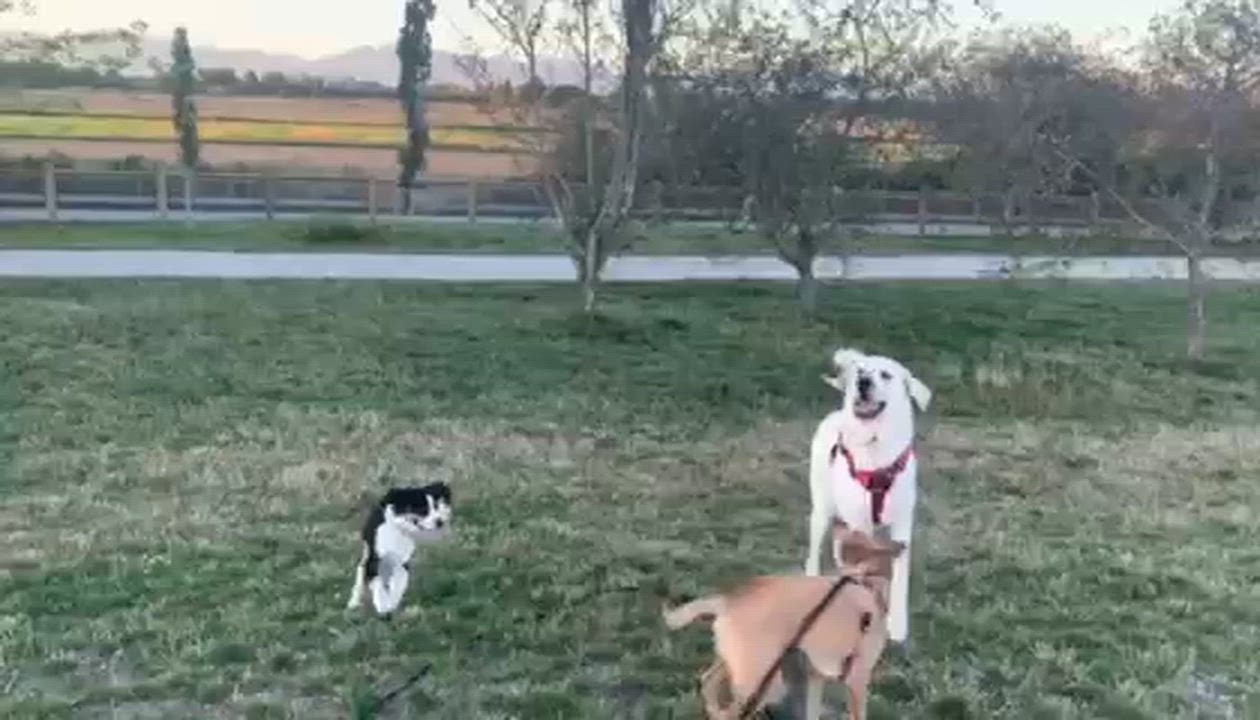 Enlarge Cooper, a ADOPTABLE Mixed Breed in Richmond, BC video 3/4