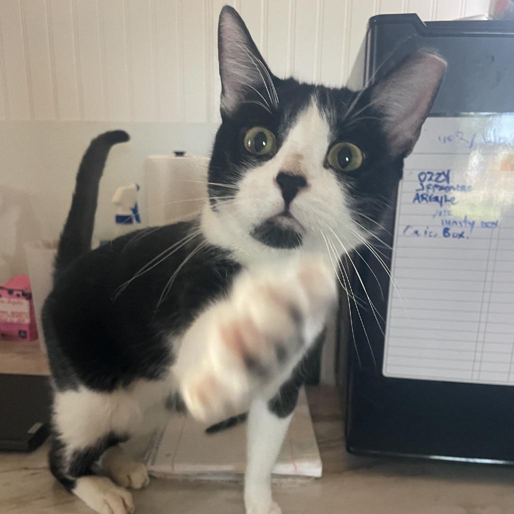 Vagita, Adoptable, Adult Male Domestic Short Hair.