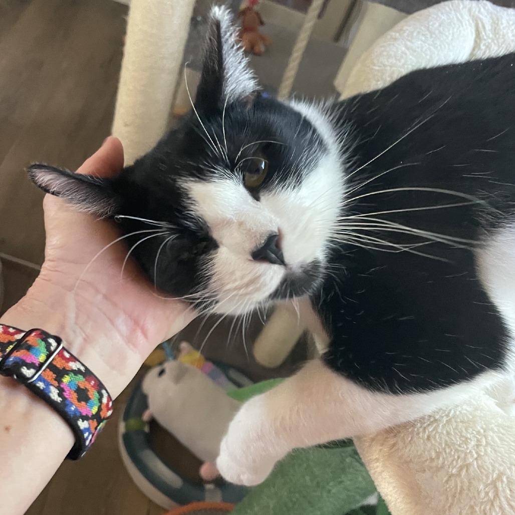 Vagita, a Adoptable Domestic Short Hair in Prescott, AZ image 2/5