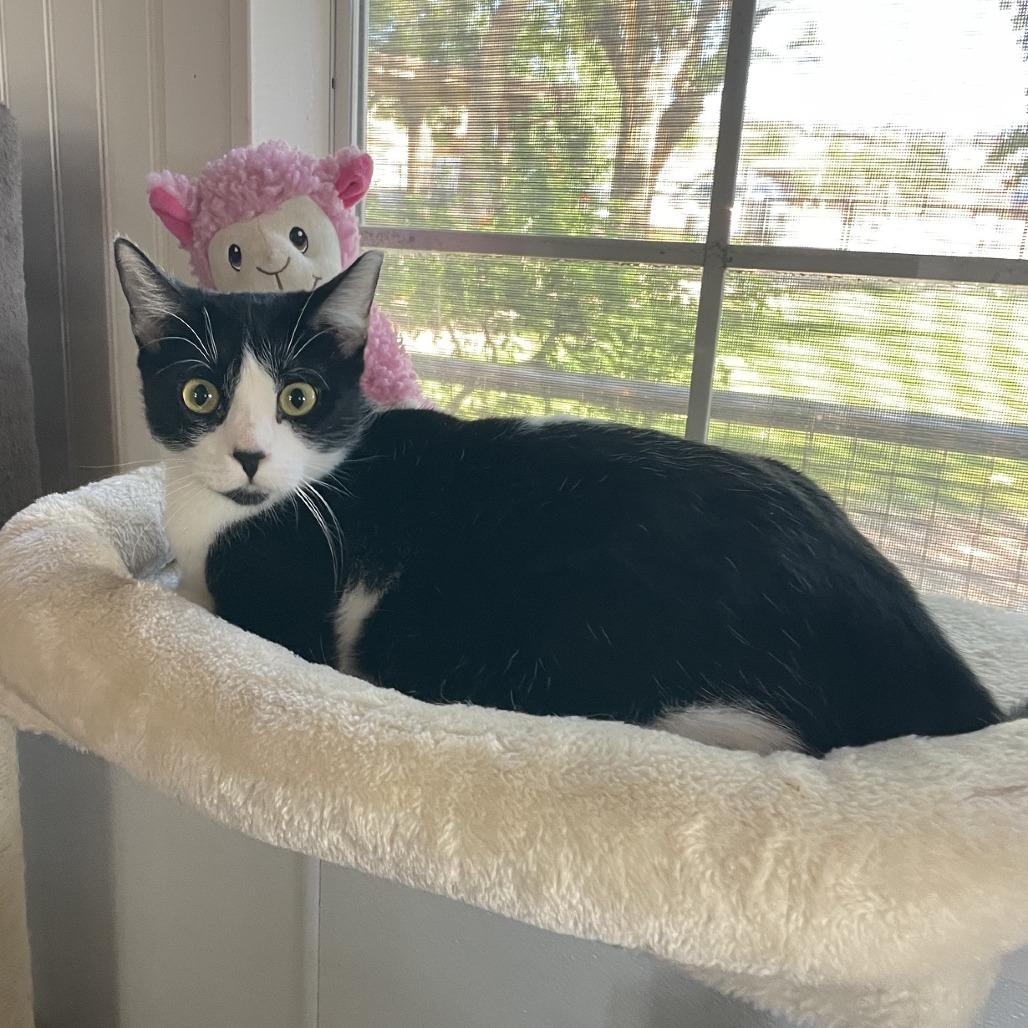 Vagita, a Adoptable Domestic Short Hair in Prescott, AZ image 3/5