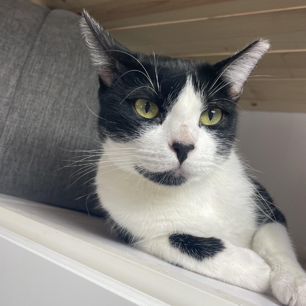 Vagita, a Adoptable Domestic Short Hair in Prescott, AZ image 4/5