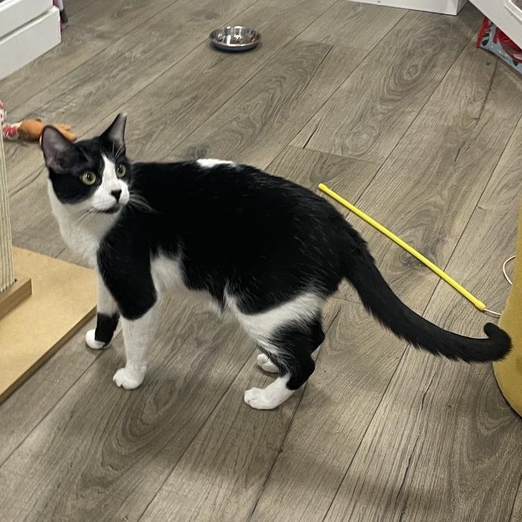 Vagita, a Adoptable Domestic Short Hair in Prescott, AZ image 5/5