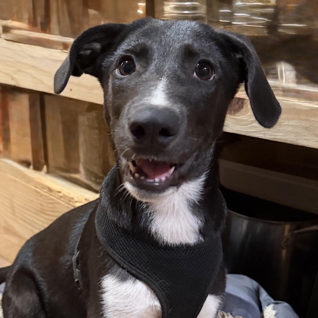 Vinny, Adoptable, Puppy Male Australian Shepherd & Mixed Breed.
