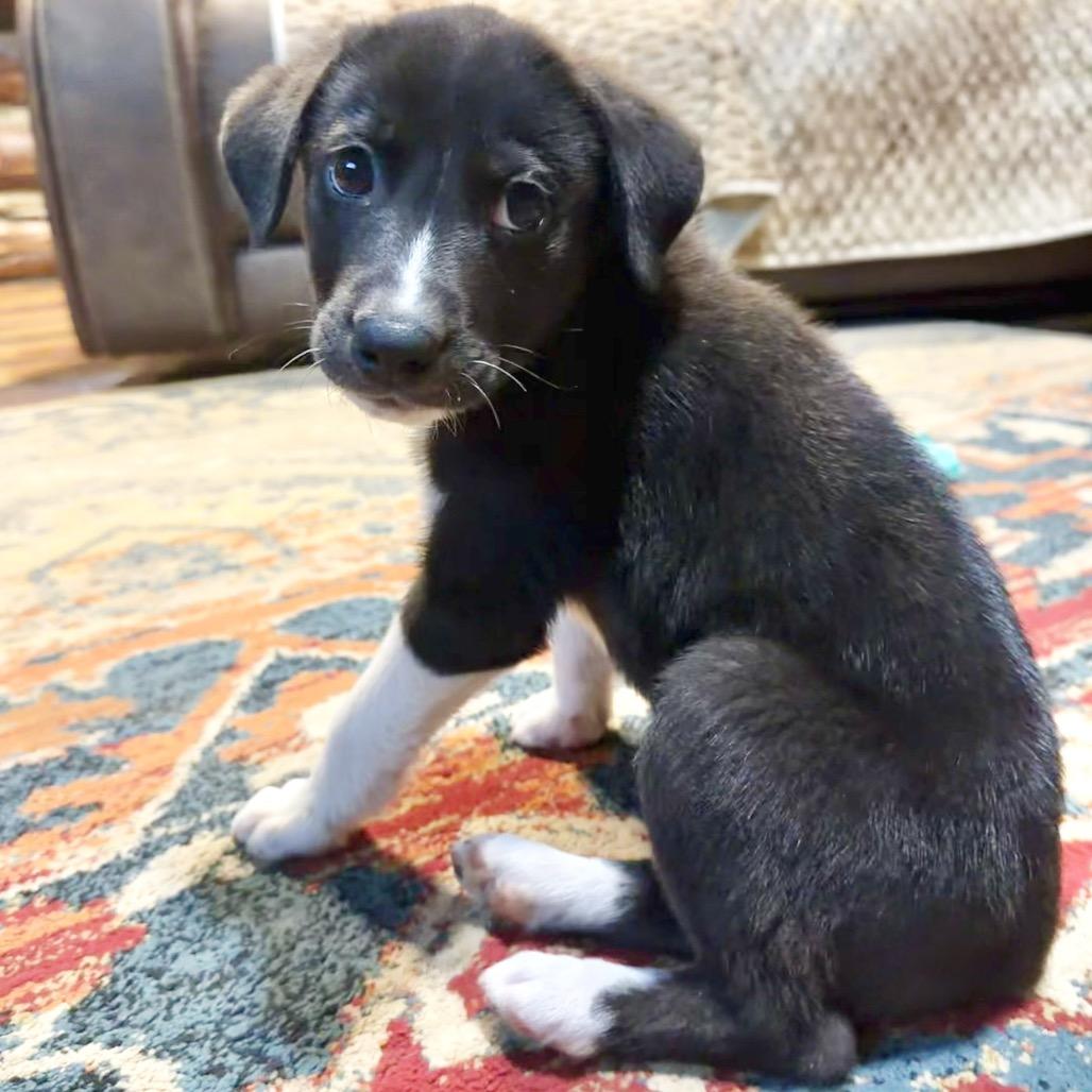 Vinny, a Adoptable mixed breed in Little Rock, AR image 2/6