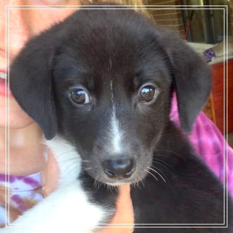 Vinny, a Adoptable mixed breed in Little Rock, AR image 3/6