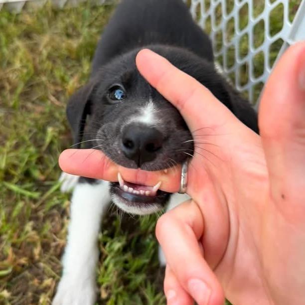 Vinny, a Adoptable mixed breed in Little Rock, AR image 4/6