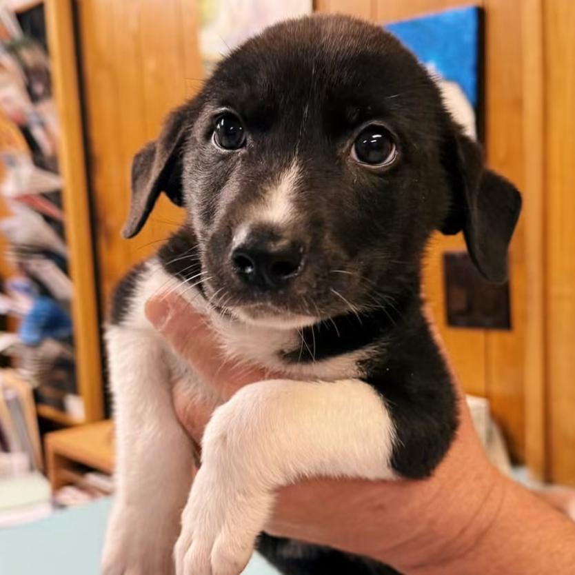 Vinny, a Adoptable mixed breed in Little Rock, AR image 5/6