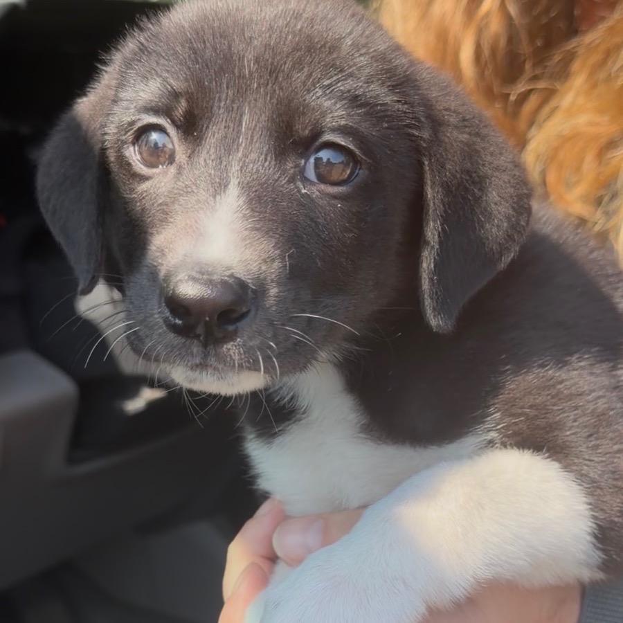Vinny, a Adoptable mixed breed in Little Rock, AR image 6/6