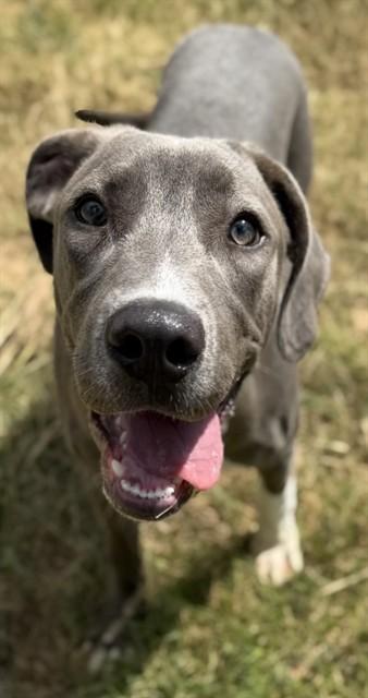 Enlarge ASTRO, a Adoptable mixed breed in Augusta, GA image 1/1