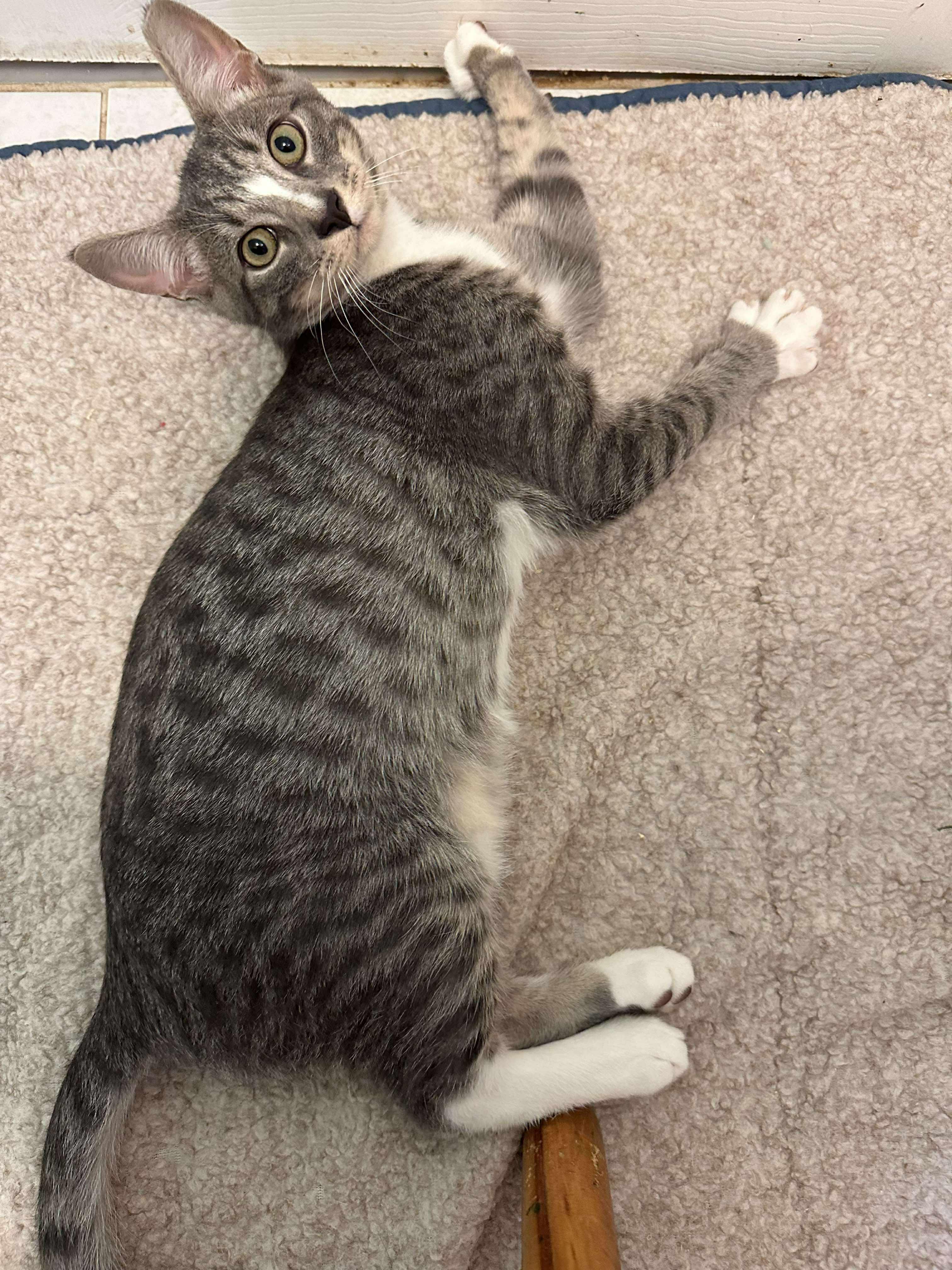 Kevin, ADOPTABLE, Young Male Domestic Short Hair.