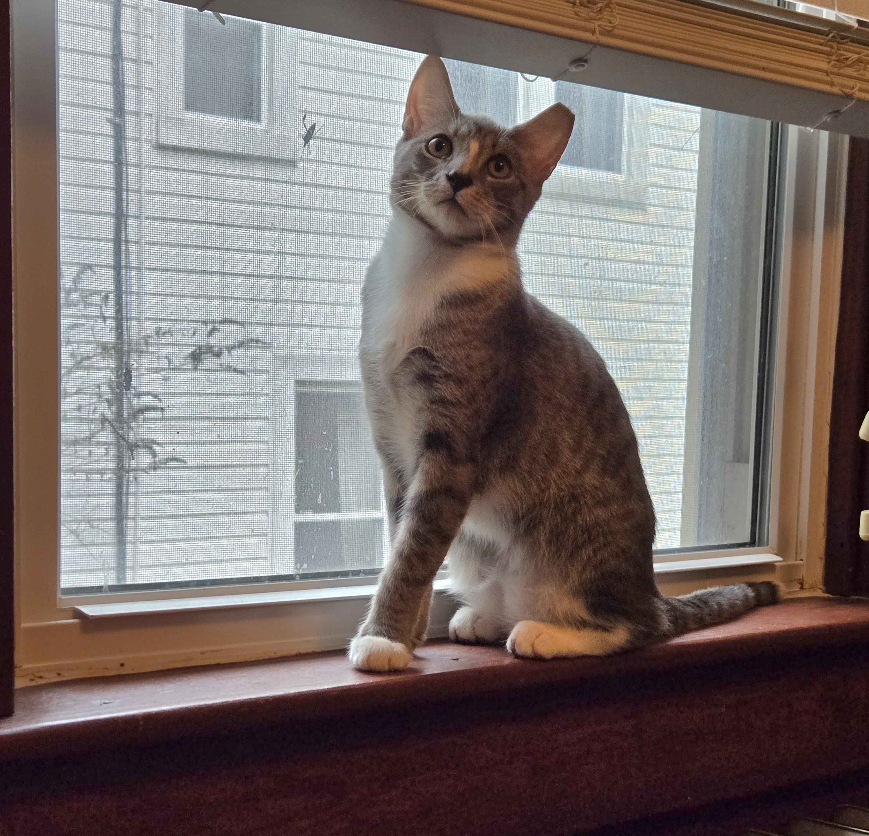 Kevin, a ADOPTABLE mixed breed in Baltimore, MD image 2/3