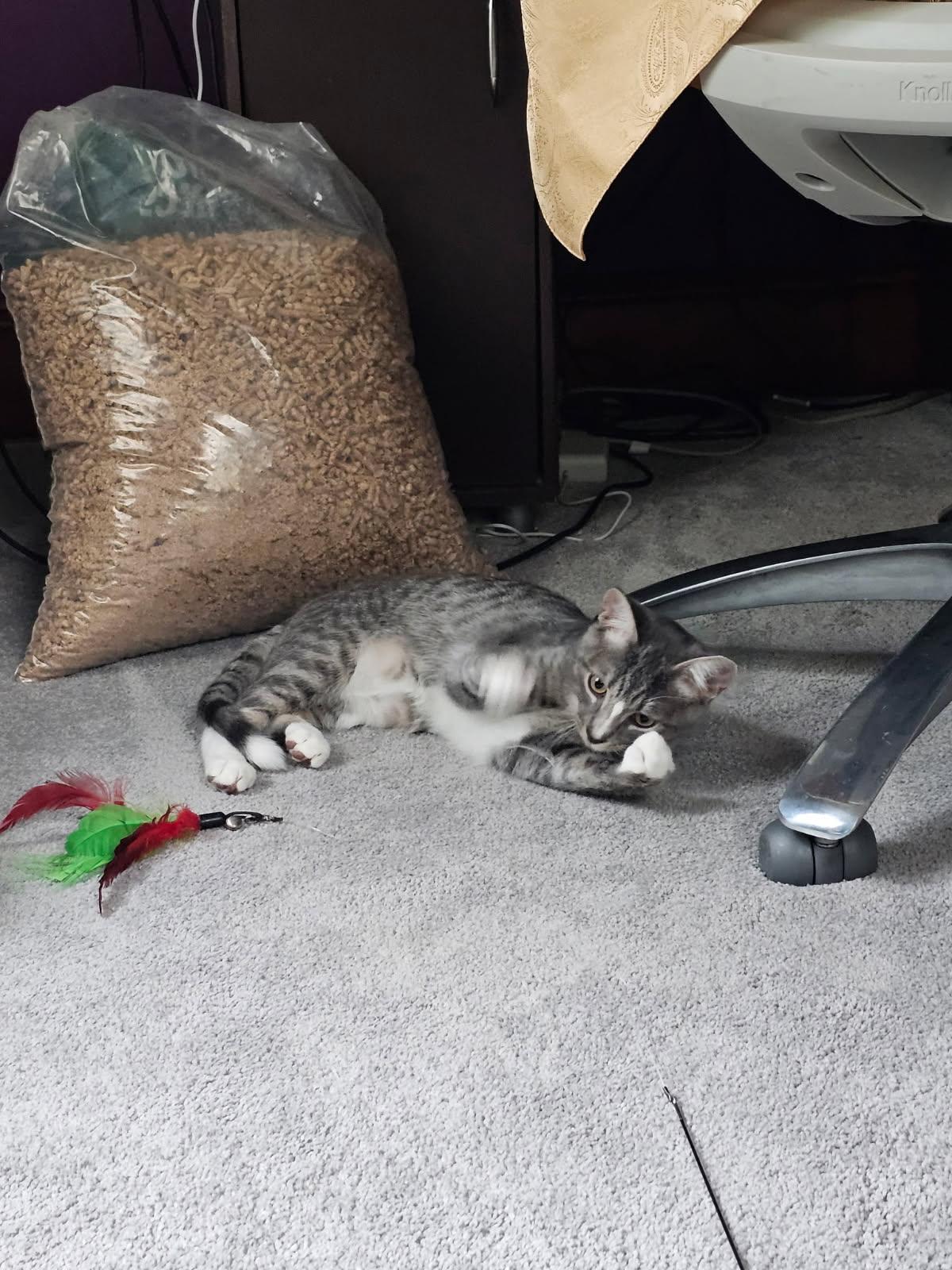 Kevin, a ADOPTABLE mixed breed in Baltimore, MD image 3/3