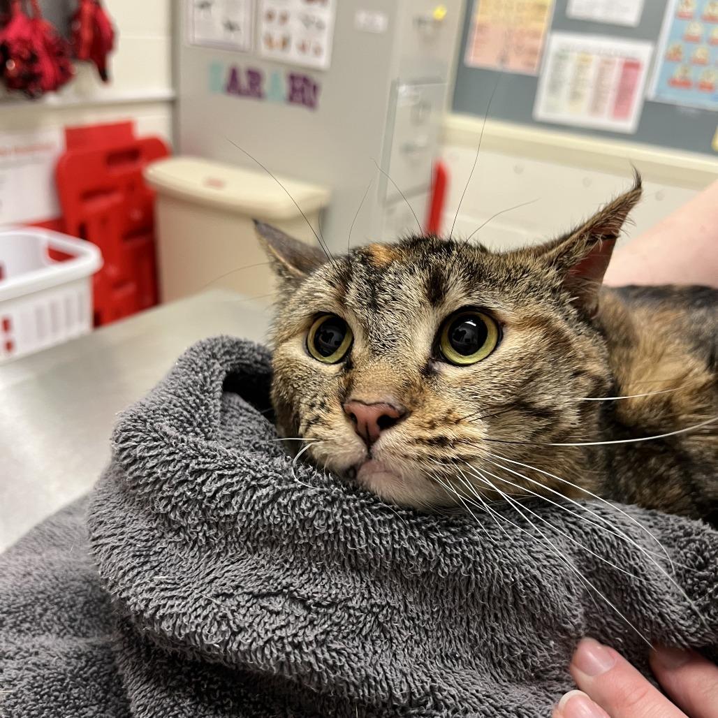 Peanut, Adoptable, Adult Female Domestic Short Hair.