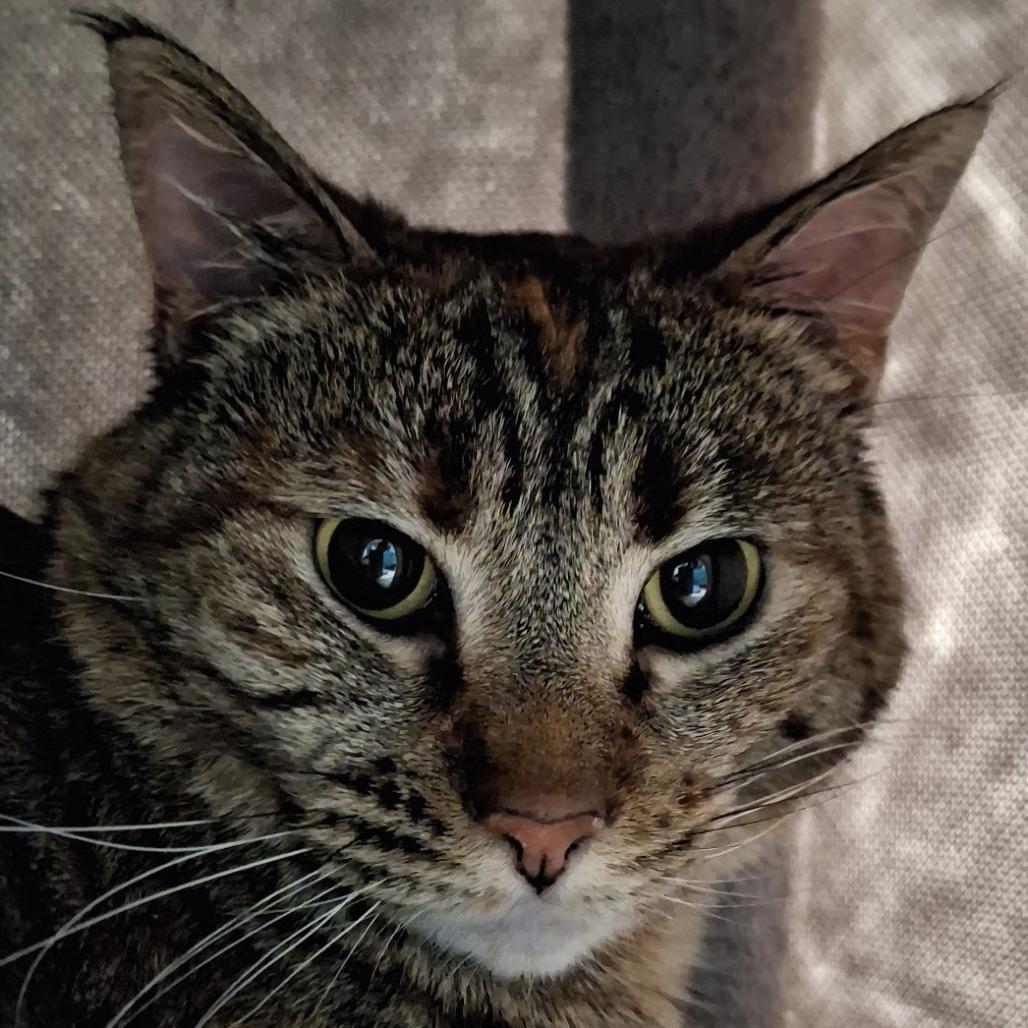 Enlarge Peanut, a Adoptable Domestic Short Hair in Murray, UT image 2/2