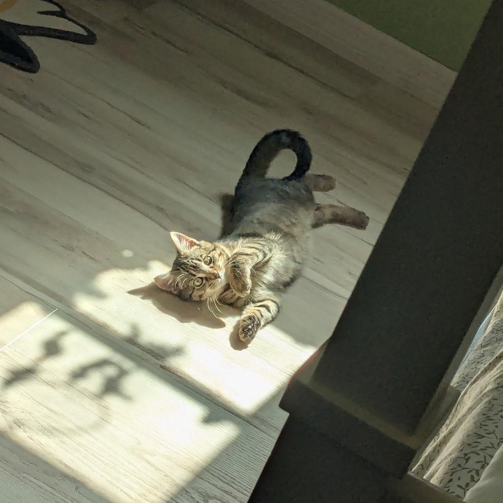 Enlarge Sage, a ADOPTABLE Tabby in Boston, MA image 2/6