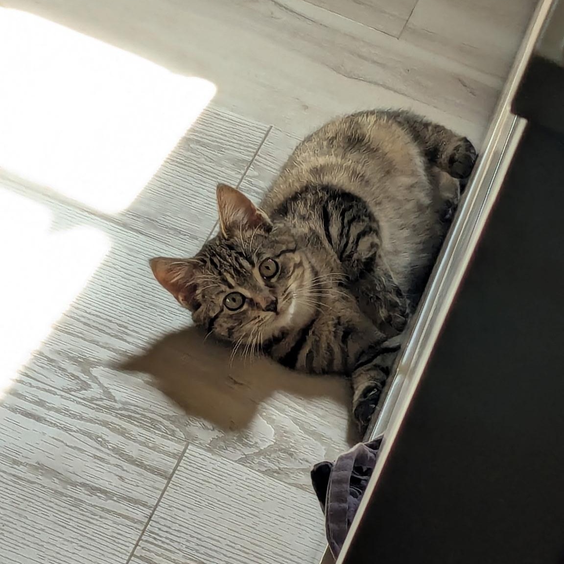 Enlarge Sage, a ADOPTABLE Tabby in Boston, MA image 4/6