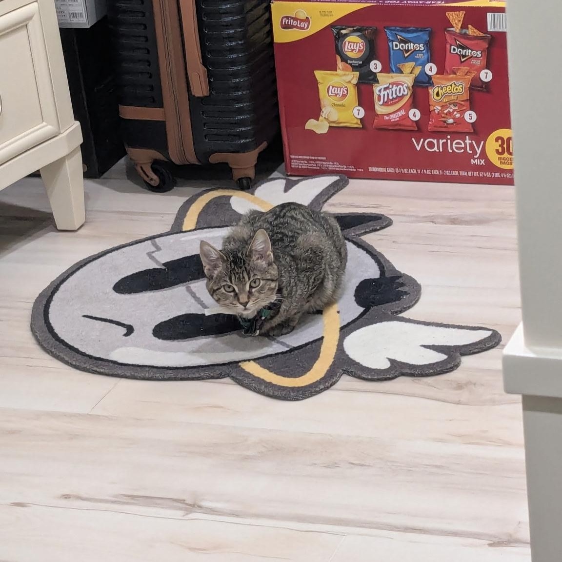 Enlarge Sage, a ADOPTABLE Tabby in Boston, MA image 5/6